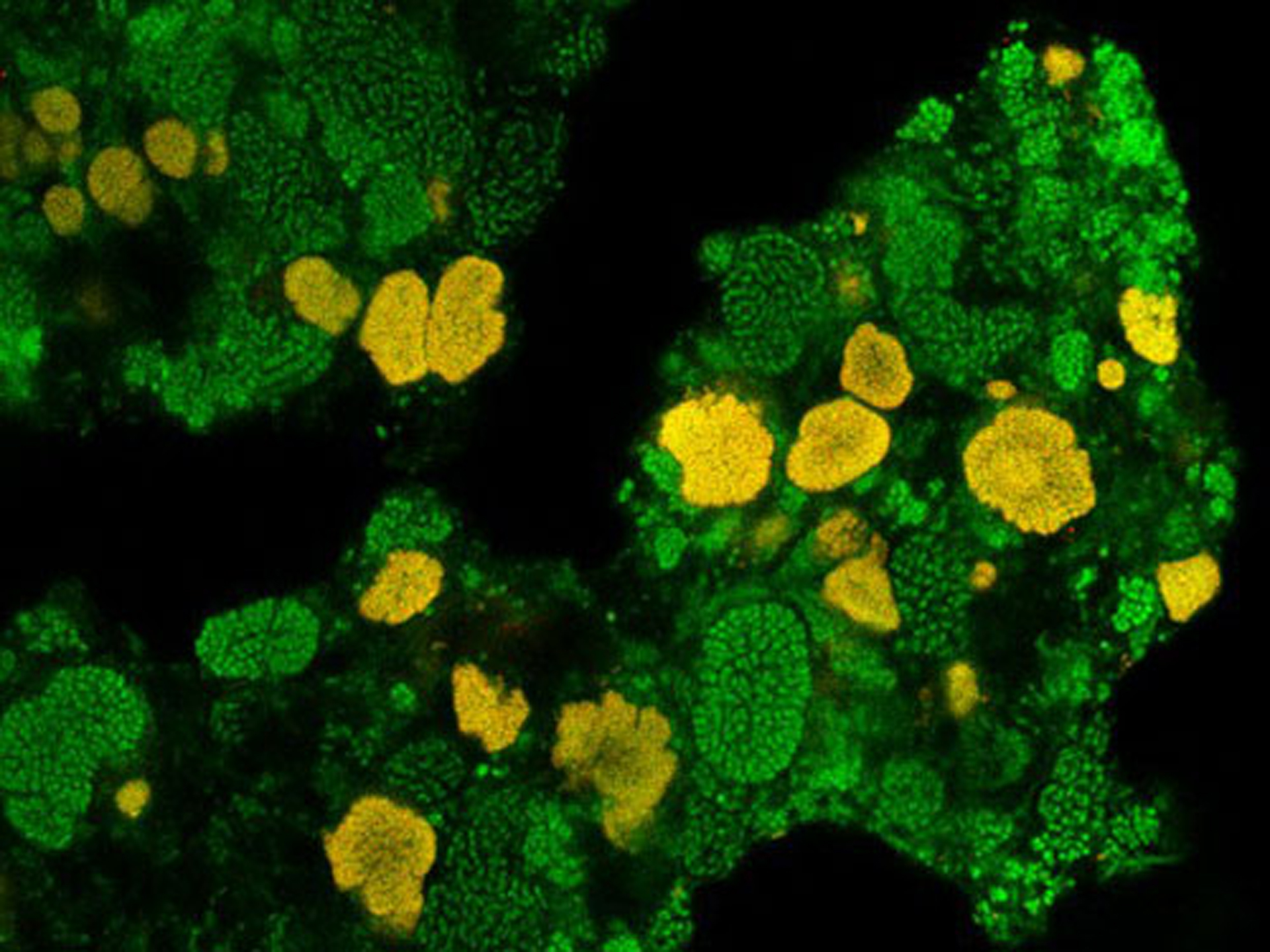   Nitrospira